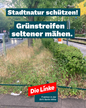grünstreifen sharepic Foto vom Grünstreifen bei der Tramstation Drontheimer Str. Es sind Blumen und grüne Hecken und Bäume zu sehen. Als Titel steht dort „Stadtnatur schützen! Grünstreifen seltener mähen.“