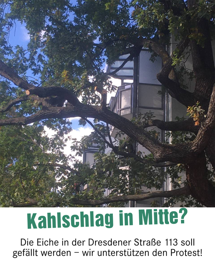 Ein Foto der Krone der Eiche in der Dresdener Straße 113. In einer Textbox unten steht: „Kahlschlag in Mitte? Die Eiche in der Dresdener Straße 113 soll gefällt werden – wir unterstützen den Protest!“